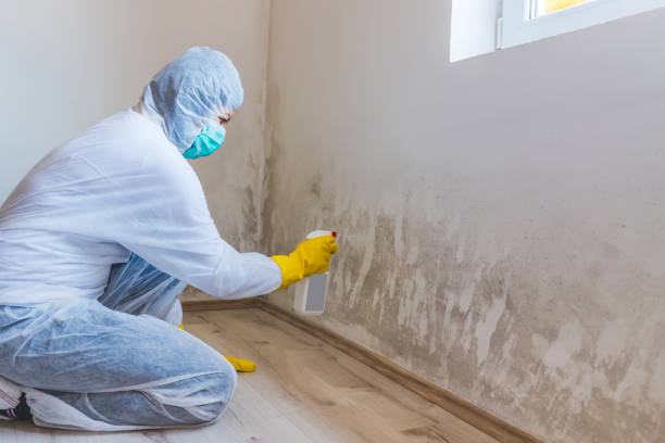 Licensed Mold Testing service in Princeton, IL - WQB Mold Removal